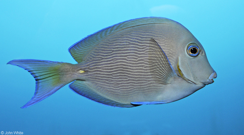 Blue Tang (Acanthurus coeruleus); DISPLAY FULL IMAGE.