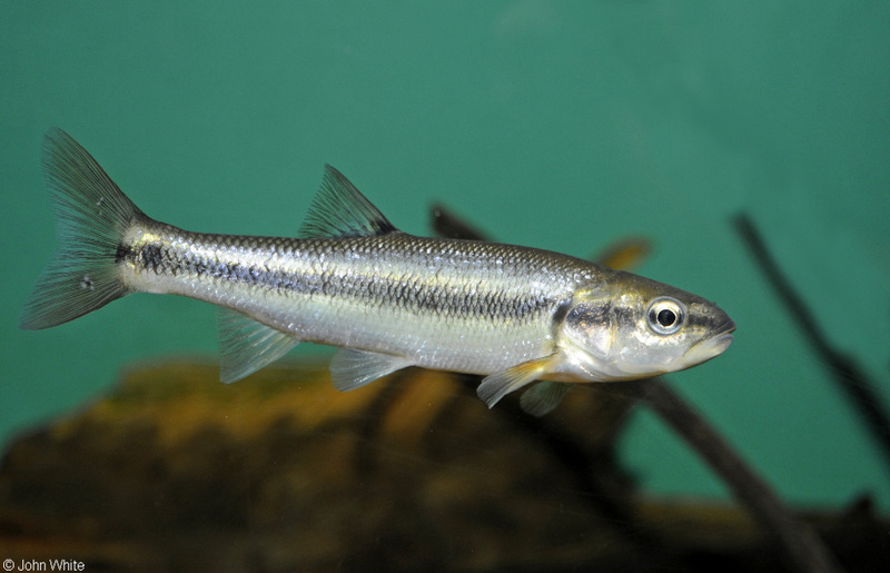Chub (Nocomis sp.); DISPLAY FULL IMAGE.