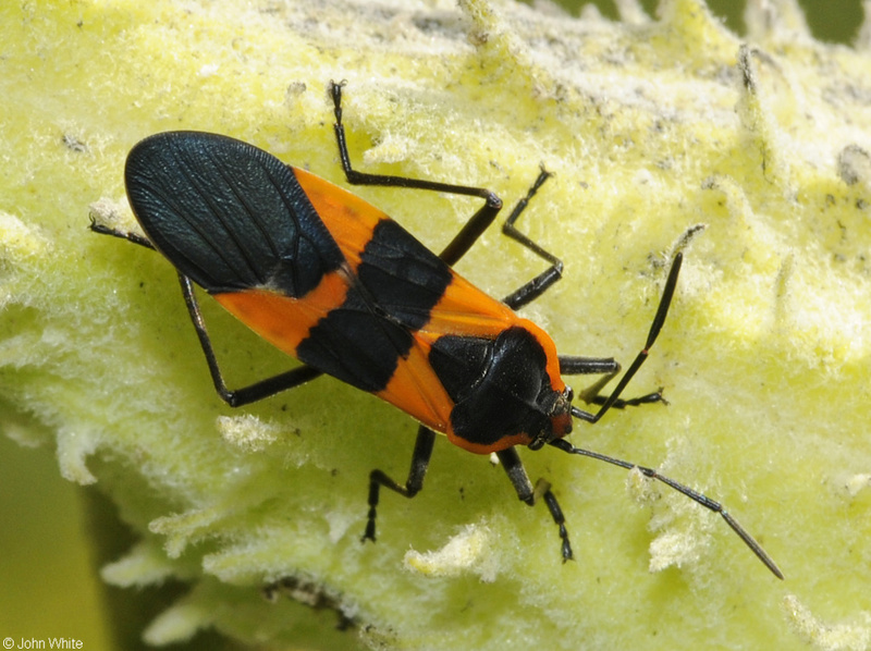 Large Milkweed Bug (Oncopeltus fasciatus); DISPLAY FULL IMAGE.