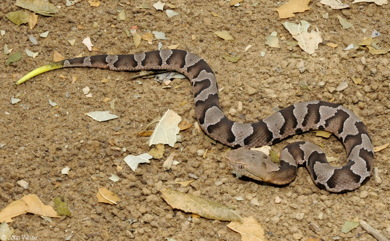 Northern copperhead (Agkistrodon contortrix mokason); DISPLAY FULL IMAGE.