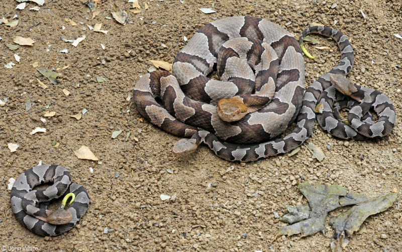 Northern copperhead (Agkistrodon contortrix mokason); DISPLAY FULL IMAGE.