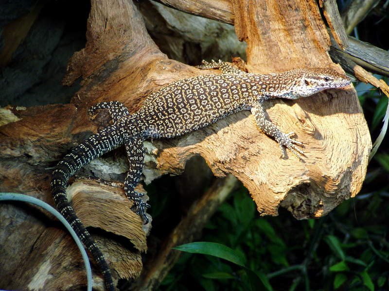 Peacock monitor, Varanus auffenbergi; DISPLAY FULL IMAGE.