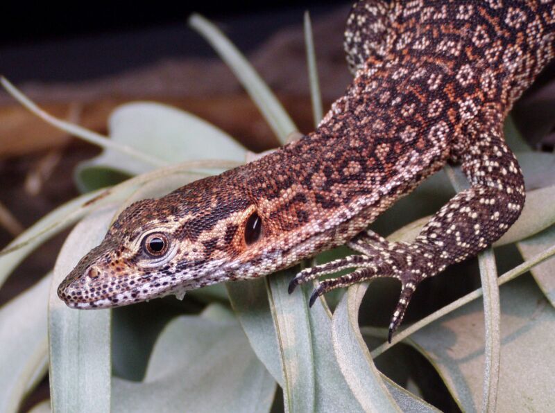 Peacock monitor, Varanus auffenbergi; DISPLAY FULL IMAGE.