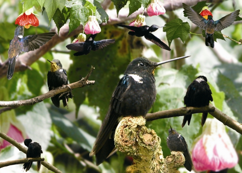 Sus fotos de Coeligena prunellei son de Coeligena torcuata. Envío fotos de Coeligena prunellei tomadas en la Reserva Natural Rogitama de Arcabuco, Boyacá, Colombia. Pueden usarlas. Tengo otras. Atentamente, Roberto Chavarro Ch.; DISPLAY FULL IMAGE.