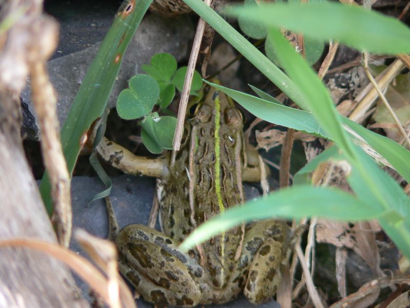 Rana nigromaculata; DISPLAY FULL IMAGE.