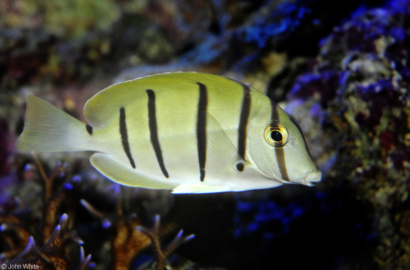 Convict Tang  (Acanthurus triostegus); DISPLAY FULL IMAGE.