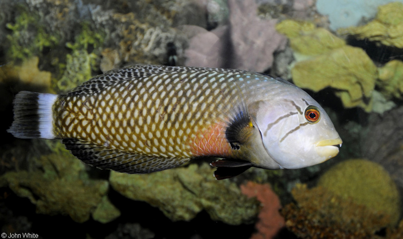 Dragon Wrasse (Novaculichthys taeniourus); DISPLAY FULL IMAGE.