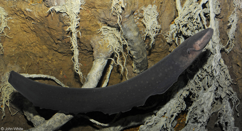 Electric Eel (Electrophorus electricus); DISPLAY FULL IMAGE.