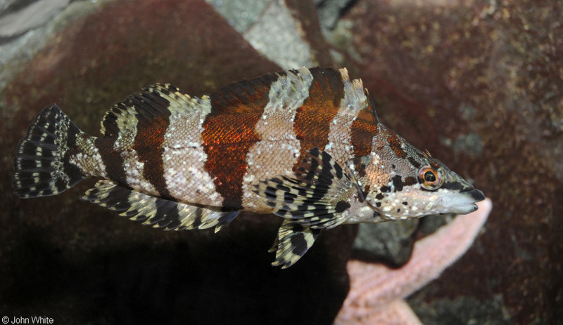 Painted Greenling (Oxylebius pictus); DISPLAY FULL IMAGE.