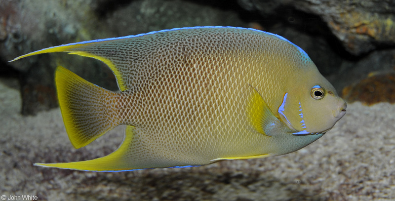 Queen Angel (Holacanthus ciliaris); DISPLAY FULL IMAGE.