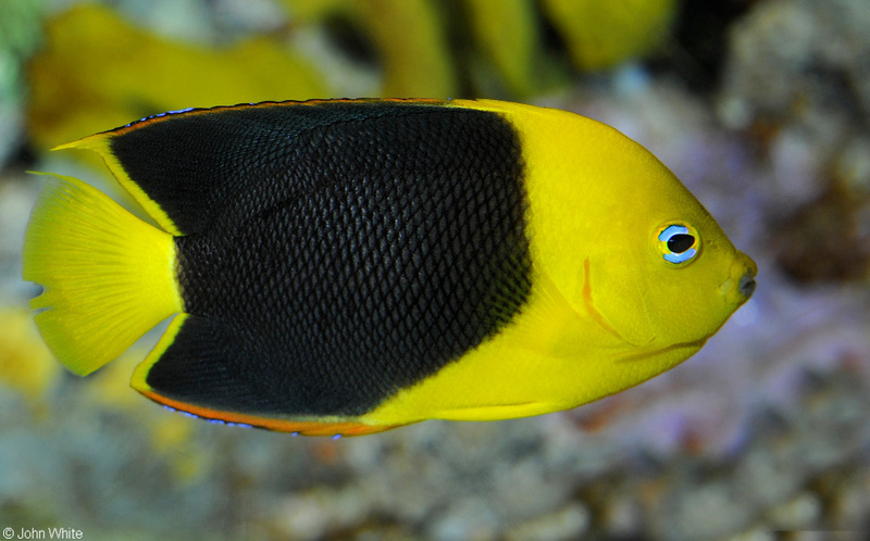 Rock Beauty (Holacanthus tricolor); DISPLAY FULL IMAGE.