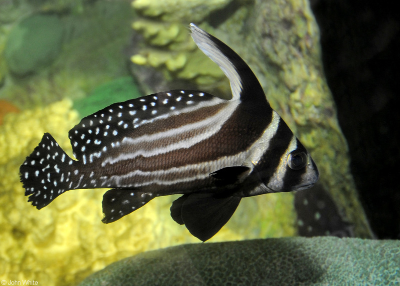 Spotted Drum (Equetus punctatus); DISPLAY FULL IMAGE.