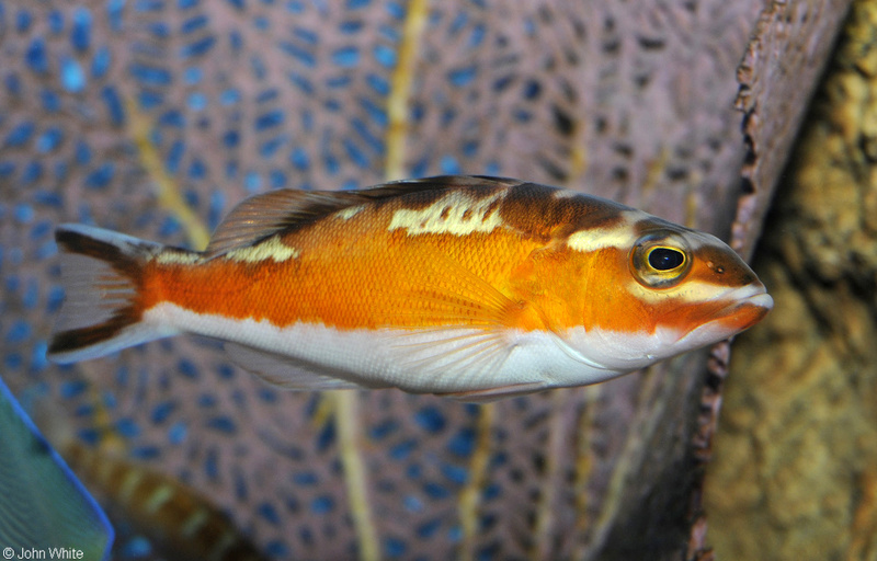 Tabacco Fish (Serranus tabacarius); DISPLAY FULL IMAGE.