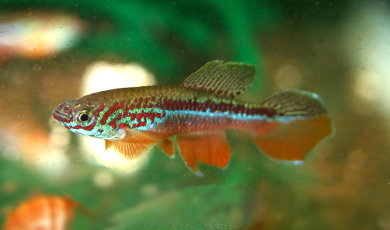 Fp. avichang Nguba 2 GEML  00-16; DISPLAY FULL IMAGE.