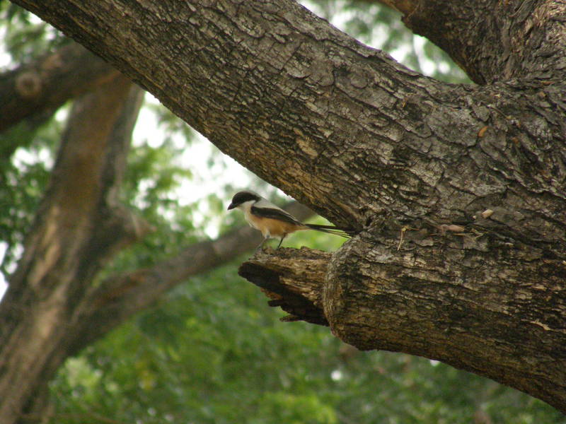 Long-tailed Shrike ( Lanius schach ); DISPLAY FULL IMAGE.