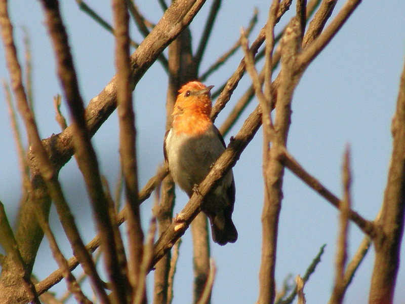 Cabai Jawa / Scarlet-headed Flowerpecker; DISPLAY FULL IMAGE.