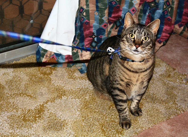 Rod in harness 1; DISPLAY FULL IMAGE.