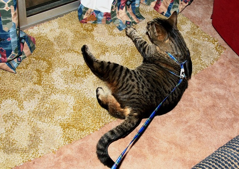 Rod in harness 2; DISPLAY FULL IMAGE.