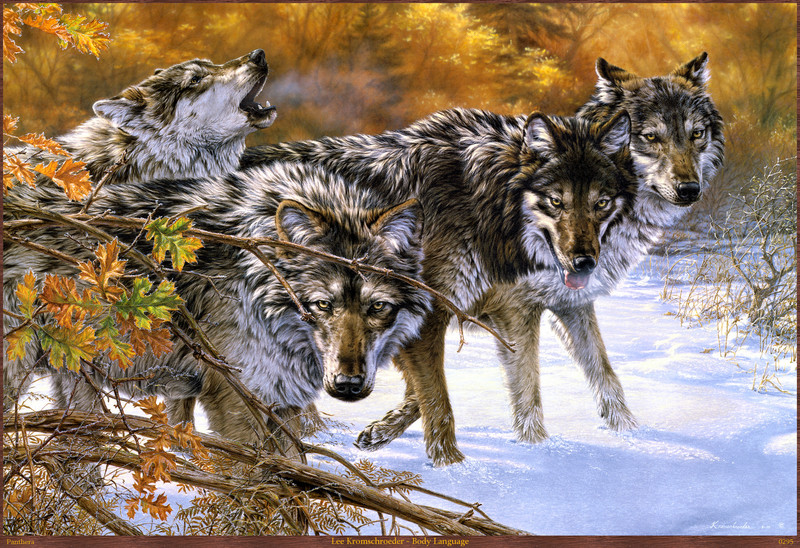Panthera 0295 - Lee Kromschroeder - Body Language; DISPLAY FULL IMAGE.