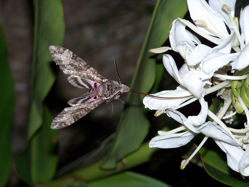 Pinkspotted Hawk Moth (Agrius cingulatus); DISPLAY FULL IMAGE.