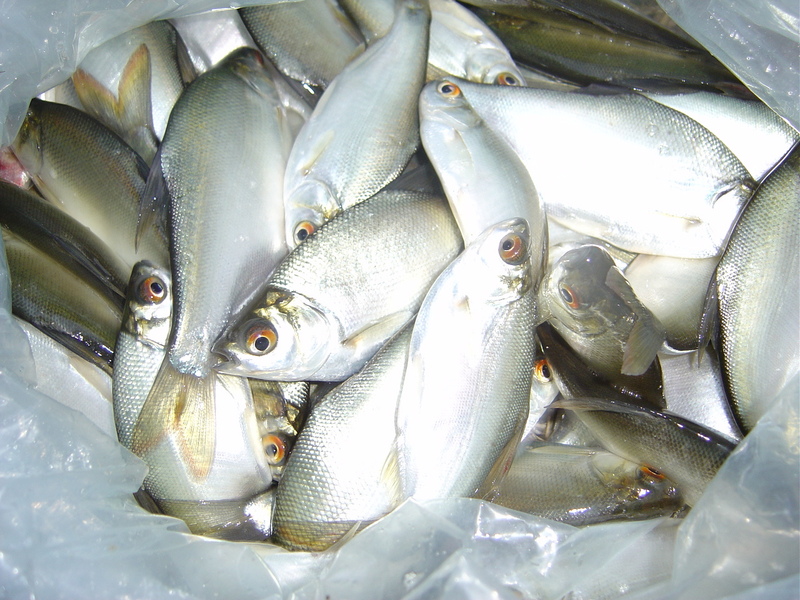 Osteobrama belangeri; DISPLAY FULL IMAGE.
