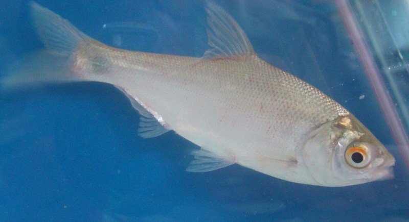 Osteobrama belangeri; DISPLAY FULL IMAGE.
