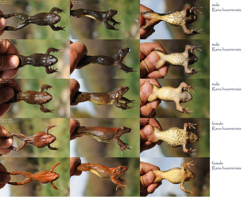 Rana huanrensis 계곡산개구리 Stream Brown Frog; DISPLAY FULL IMAGE.