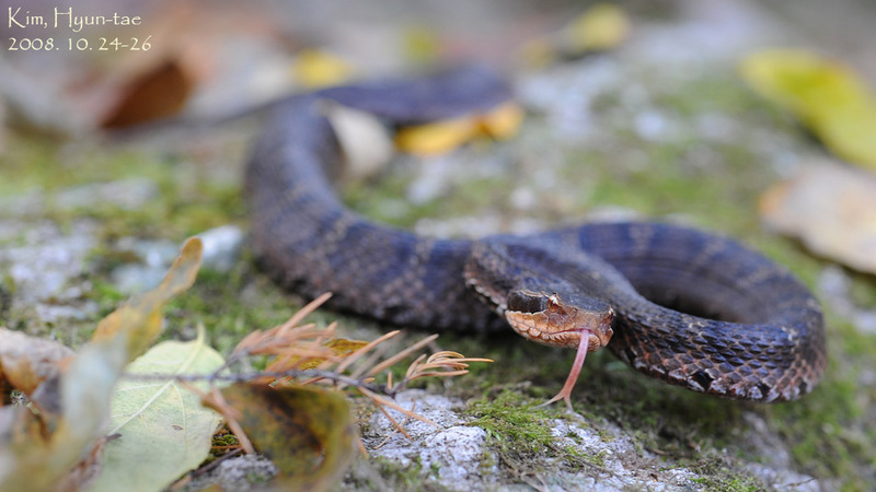 Gloydius ussuriensis 쇠살모사 Red-tongue Pit-Viper; DISPLAY FULL IMAGE.