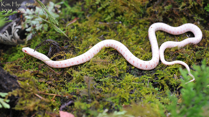 Elaphe dione  누룩뱀 Cat Snake Albino; DISPLAY FULL IMAGE.
