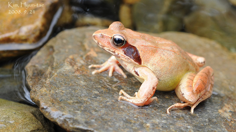 Rana dybowskii  산개구리(북방산개구리) Dybowski's Brown Frog; DISPLAY FULL IMAGE.