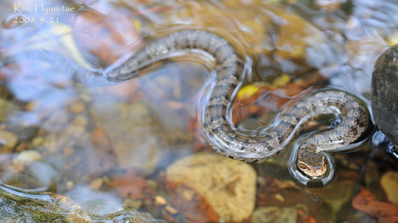 Gloydius ussuriensis 쇠살모사 Red-tongue Pit-Viper; DISPLAY FULL IMAGE.