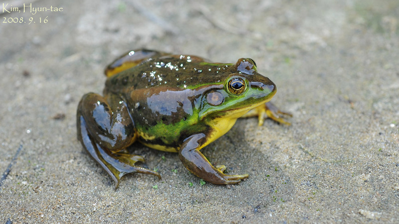 Pelophylax chosenicus (Rana plandyi chosenica) 금개구리 Korean Golden Frog; DISPLAY FULL IMAGE.