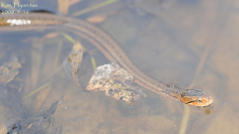 Elaphe rufodorsata  무자치 Water Snake, Red-backed Ratsnake; DISPLAY FULL IMAGE.