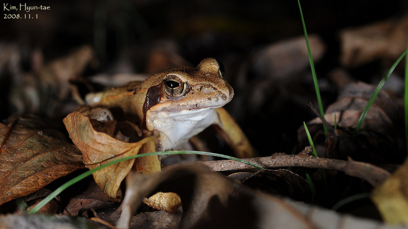 Rana dybowskii  산개구리(북방산개구리) Dybowski's Brown Frog; DISPLAY FULL IMAGE.