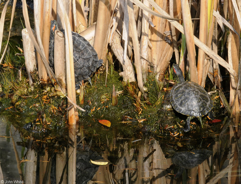 Turtles in the Sun; DISPLAY FULL IMAGE.