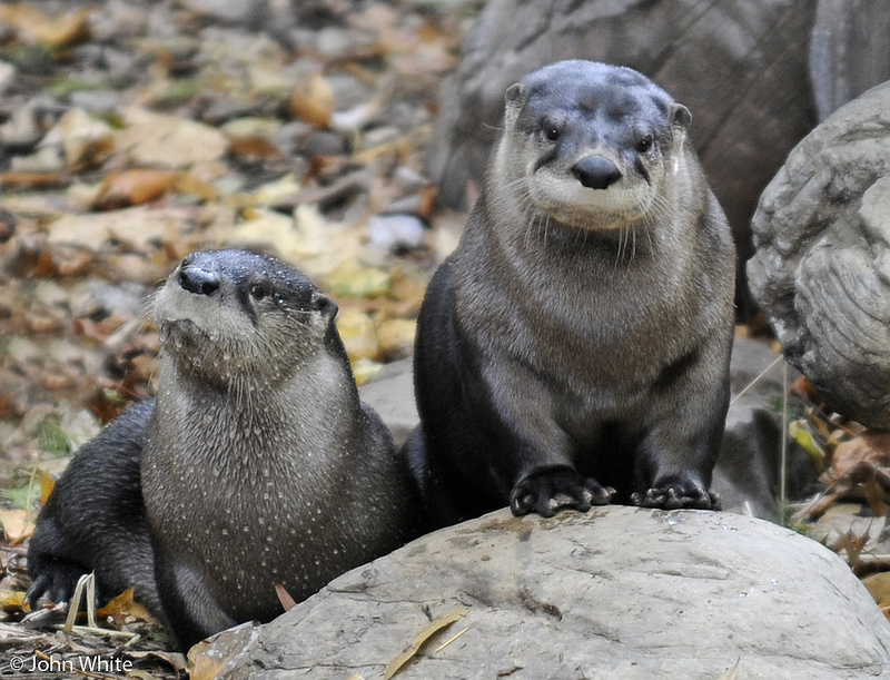 Northern River Otter (Lontra canadensis); DISPLAY FULL IMAGE.