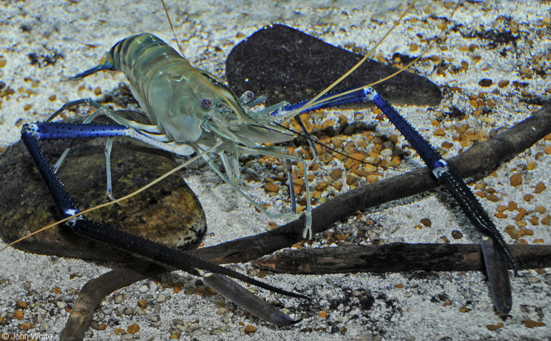 Giant Freshwater Prawn (Macrobrachium rosenbergii); DISPLAY FULL IMAGE.