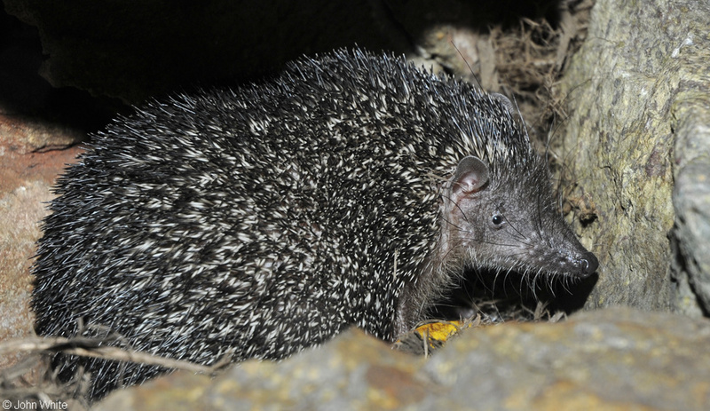 Greater Madagascar Tenrec (Setifer setosus); DISPLAY FULL IMAGE.