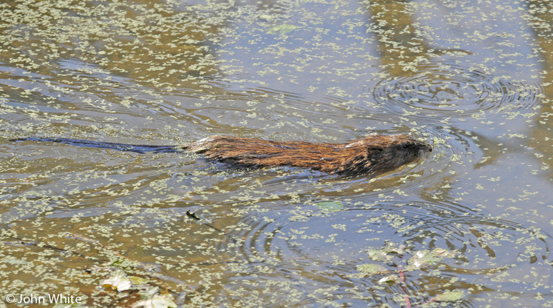 Muskrat (Ondatra zibethicus); DISPLAY FULL IMAGE.