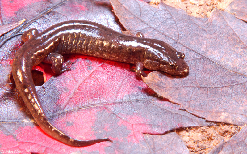 Northern Dusky Salamander (Desmognathus fuscus fuscus); DISPLAY FULL IMAGE.