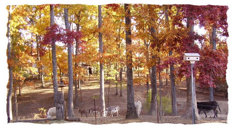 Miniature Donkey Herd; DISPLAY FULL IMAGE.