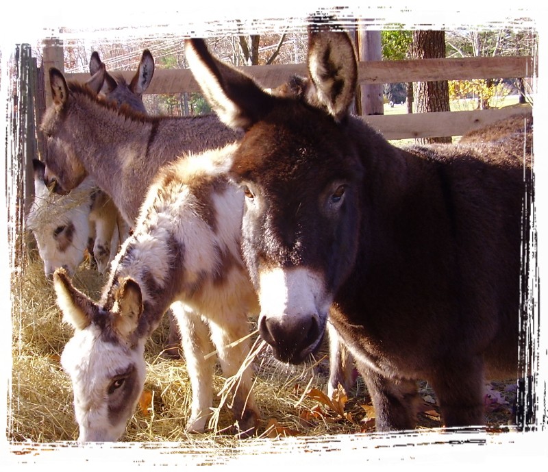 Dark Brown Miniature Donkey; DISPLAY FULL IMAGE.