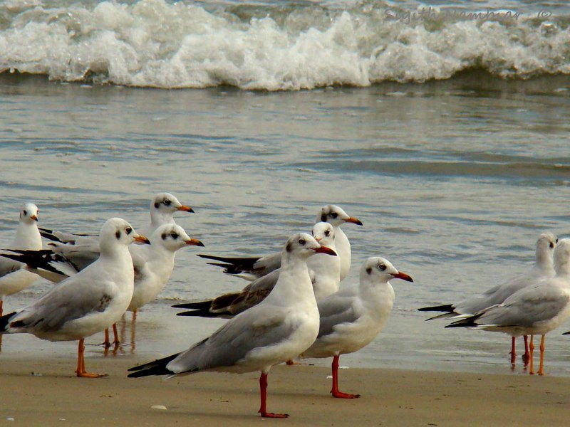 Image of: Larus brunnicephalus (brown-headed gull); DISPLAY FULL IMAGE.