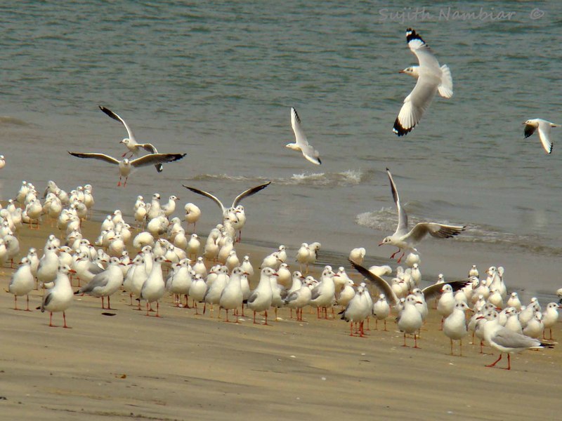 Image of: Larus brunnicephalus (brown-headed gull); DISPLAY FULL IMAGE.