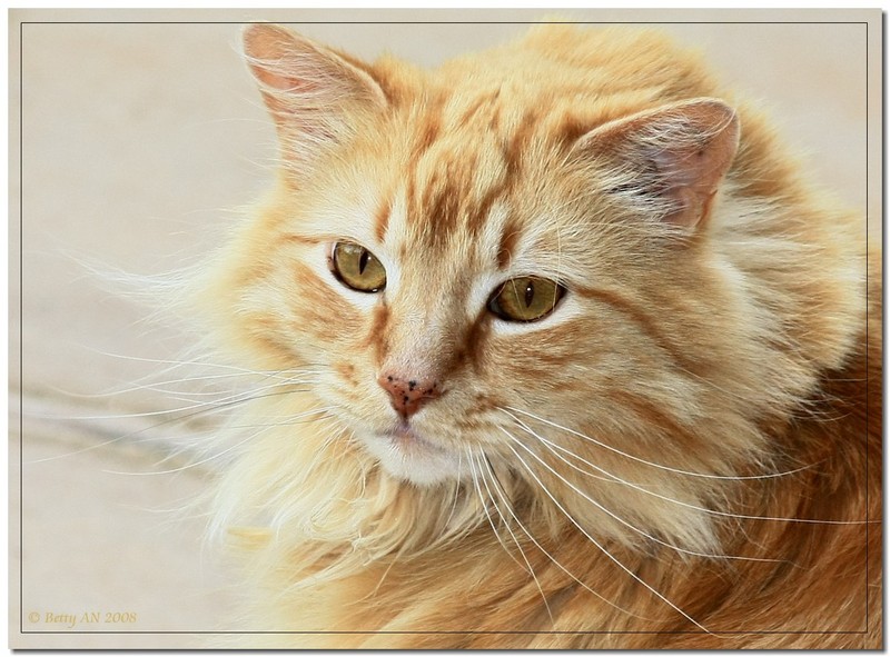cat's brother..; DISPLAY FULL IMAGE.