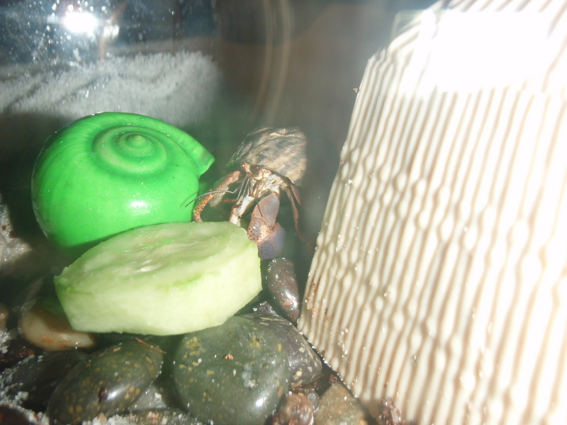 Land Hermit Crab; DISPLAY FULL IMAGE.