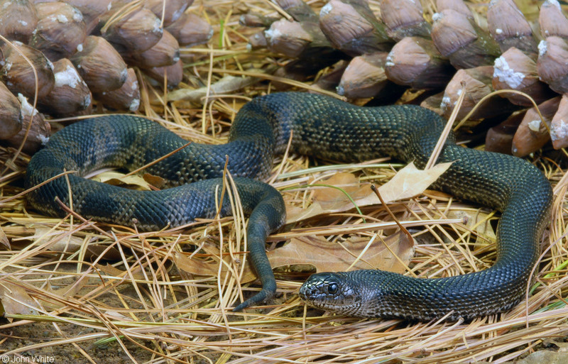 Black Pinesnake (Pituophis melanoleucus lodingi); DISPLAY FULL IMAGE.