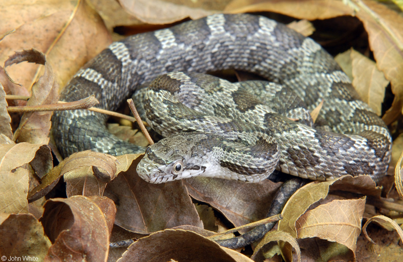 Eastern Ratsnake (Pantherophis alleghaniensis); DISPLAY FULL IMAGE.