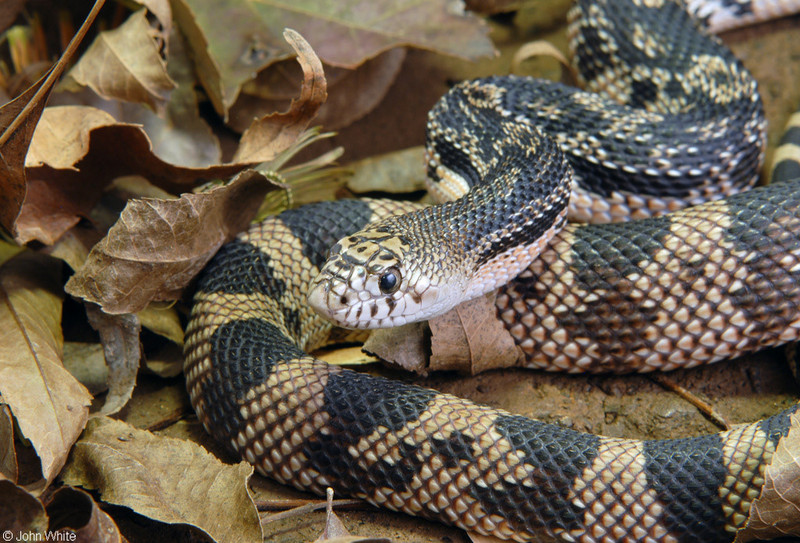 Northern Pinesnake (Pituophis melanoleucus melanoleucus)300; DISPLAY FULL IMAGE.