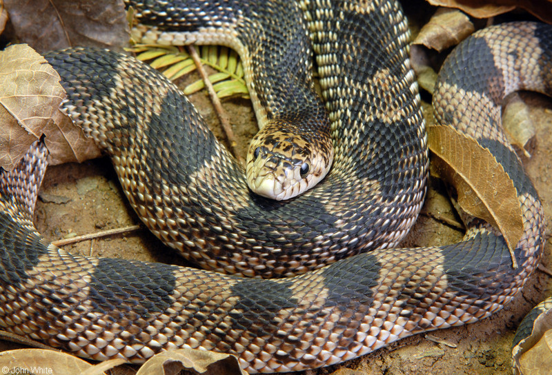 Northern Pinesnake (Pituophis melanoleucus melanoleucus)303; DISPLAY FULL IMAGE.